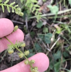 Pteridium esculentum (Bracken) at Garran, ACT - 21 Sep 2021 by Tapirlord