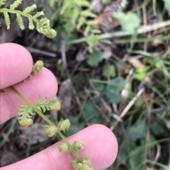 Pteridium esculentum (Bracken) at Garran, ACT - 21 Sep 2021 by Tapirlord