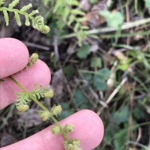 Pteridium esculentum at Red Hill Nature Reserve - 21 Sep 2021 09:45 AM