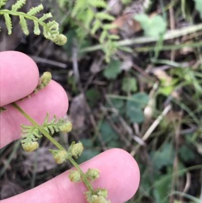 Pteridium esculentum (Bracken) at Garran, ACT - 21 Sep 2021 by Tapirlord