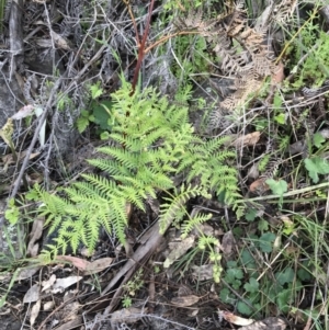 Pteridium esculentum at Red Hill Nature Reserve - 21 Sep 2021 09:45 AM