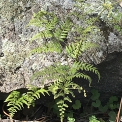 Pteridium esculentum at Red Hill Nature Reserve - 21 Sep 2021 09:45 AM