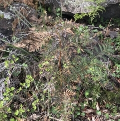 Pteridium esculentum at Red Hill Nature Reserve - 21 Sep 2021 09:45 AM