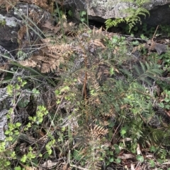 Pteridium esculentum at Red Hill Nature Reserve - 21 Sep 2021