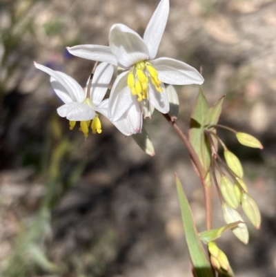 Stypandra glauca (Nodding Blue Lily) at Wanniassa Hill - 22 Sep 2021 by AnneG1