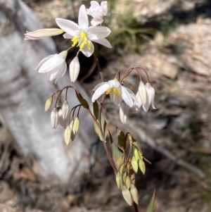 Stypandra glauca at Tuggeranong DC, ACT - 22 Sep 2021