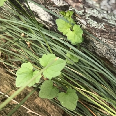 Scutellaria humilis (Dwarf Skullcap) at Red Hill Nature Reserve - 20 Sep 2021 by Tapirlord