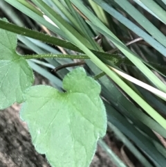 Scutellaria humilis at Garran, ACT - 21 Sep 2021