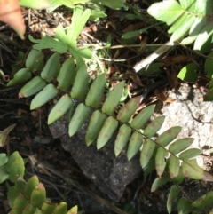 Pellaea calidirupium (Hot Rock Fern) at Garran, ACT - 20 Sep 2021 by Tapirlord