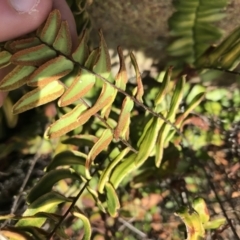 Pellaea calidirupium at Garran, ACT - 21 Sep 2021 09:16 AM