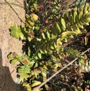 Pellaea calidirupium at Garran, ACT - 21 Sep 2021 09:16 AM