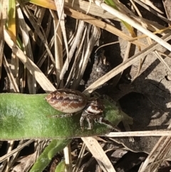 Unidentified Jumping or peacock spider (Salticidae) at Garran, ACT - 20 Sep 2021 by Tapirlord