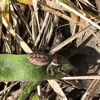 Unidentified Jumping or peacock spider (Salticidae) at Garran, ACT - 20 Sep 2021 by Tapirlord