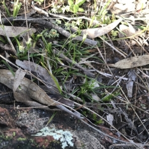 Carex breviculmis at Red Hill Nature Reserve - 21 Sep 2021