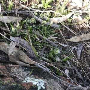 Carex breviculmis at Red Hill Nature Reserve - 21 Sep 2021