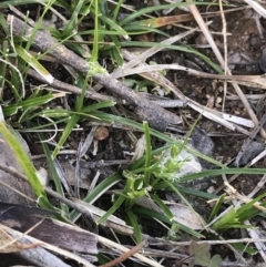 Carex breviculmis at Red Hill Nature Reserve - 21 Sep 2021