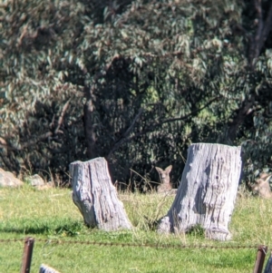 Macropus giganteus at West Wodonga, VIC - 24 Sep 2021