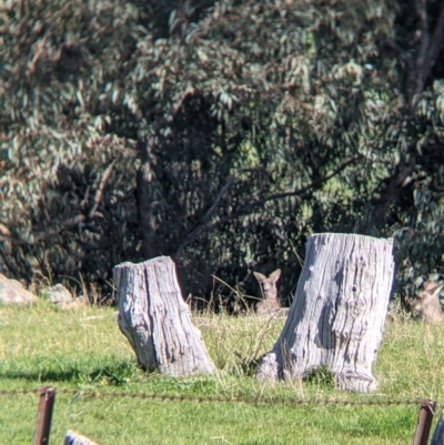 Macropus giganteus (Eastern Grey Kangaroo) at Felltimber Creek NCR - 24 Sep 2021 by Darcy