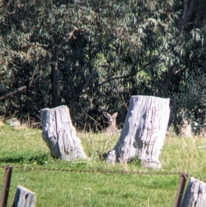 Macropus giganteus at West Wodonga, VIC - 24 Sep 2021 03:41 PM
