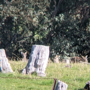 Macropus giganteus at West Wodonga, VIC - 24 Sep 2021 03:41 PM
