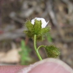 Drosera gunniana (Pale Sundew) at Black Mountain - 24 Sep 2021 by pinnaCLE