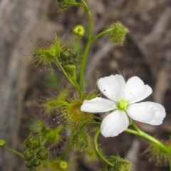 Drosera gunniana at Downer, ACT - 24 Sep 2021