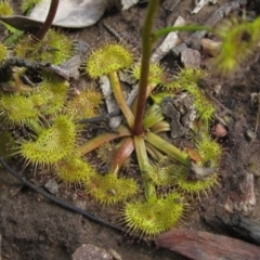 Drosera gunniana at Downer, ACT - 24 Sep 2021