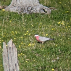 Eolophus roseicapilla at West Wodonga, VIC - 24 Sep 2021