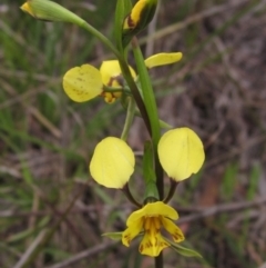 Diuris nigromontana (Black Mountain Leopard Orchid) at Aranda, ACT - 24 Sep 2021 by pinnaCLE