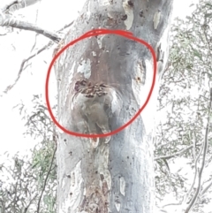 Apis mellifera (European honey bee) at Bruce Ridge - 24 Sep 2021 by alell