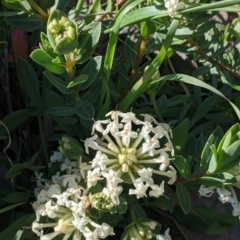 Pimelea linifolia (Slender Rice Flower) at Felltimber Creek NCR - 24 Sep 2021 by Darcy