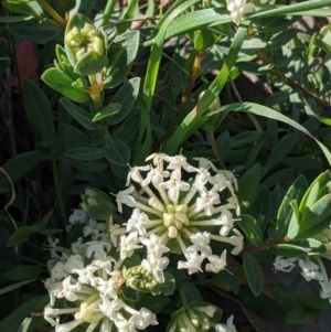 Pimelea linifolia at West Wodonga, VIC - 24 Sep 2021 03:46 PM