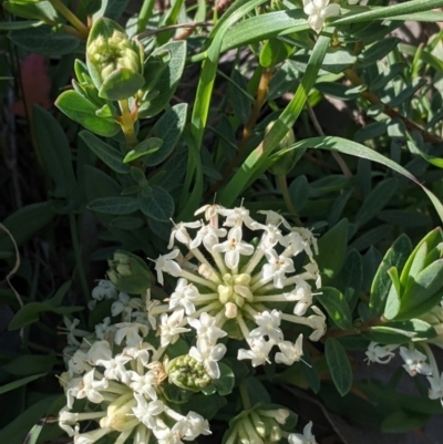 Pimelea linifolia (Slender Rice Flower) at Wodonga - 24 Sep 2021 by Darcy