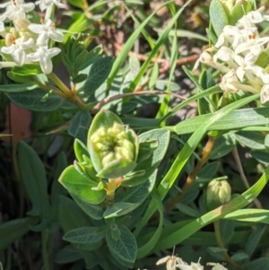 Pimelea linifolia at West Wodonga, VIC - 24 Sep 2021 03:46 PM