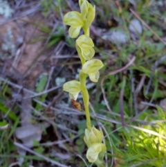 Hymenochilus muticus (Midget Greenhood) at Yass River, NSW - 23 Sep 2021 by SenexRugosus