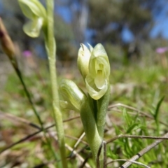 Hymenochilus muticus at Yass River, NSW - suppressed