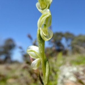 Hymenochilus muticus at Yass River, NSW - suppressed