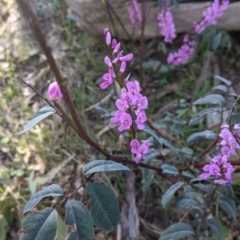 Indigofera australis subsp. australis (Australian Indigo) at Felltimber Creek NCR - 24 Sep 2021 by Darcy