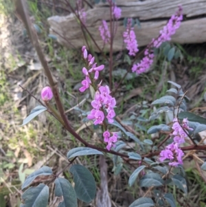 Indigofera australis subsp. australis at West Wodonga, VIC - 24 Sep 2021 03:53 PM