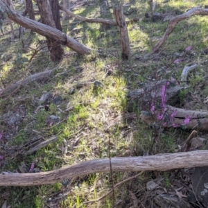 Indigofera australis subsp. australis at West Wodonga, VIC - 24 Sep 2021 03:53 PM