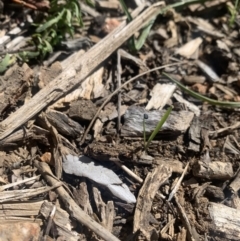 Unidentified Plant at Lyneham, ACT - 26 Sep 2021 by Mathew