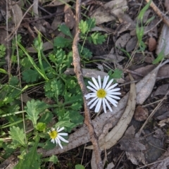 Brachyscome willisii (Narrow-wing Daisy) at Wodonga - 24 Sep 2021 by Darcy