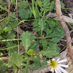 Brachyscome willisii at West Wodonga, VIC - 24 Sep 2021 03:55 PM