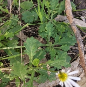 Brachyscome willisii at West Wodonga, VIC - 24 Sep 2021 03:55 PM