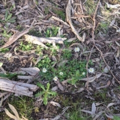 Brachyscome willisii at West Wodonga, VIC - 24 Sep 2021 03:55 PM