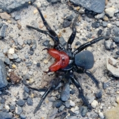 Missulena occatoria (Red-headed Mouse Spider) at Rugosa - 26 Sep 2021 by SenexRugosus