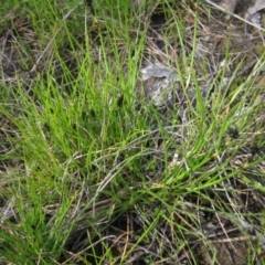 Schoenus apogon (Common Bog Sedge) at Hall, ACT - 26 Sep 2021 by pinnaCLE