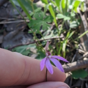 Caladenia carnea at West Wodonga, VIC - suppressed