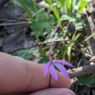 Caladenia carnea (Pink Fingers) at Wodonga - 24 Sep 2021 by Darcy