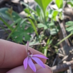 Caladenia carnea at West Wodonga, VIC - suppressed